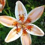 Lily [Orange Electric]