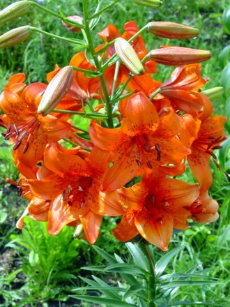 lily