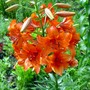 Flowers_031