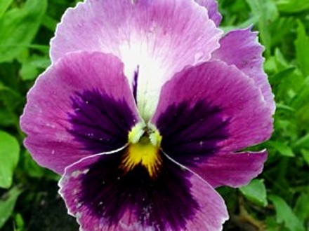 pansy