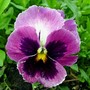 pansy