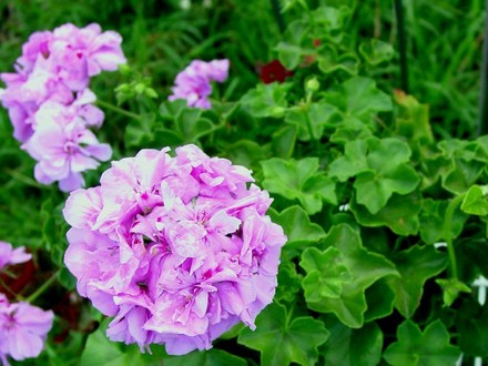 Geranium
