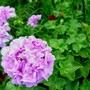 Geranium