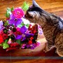 Holly_flowers