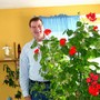 Tree geranium