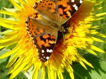 Butterfly on sunflower