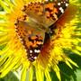 Yard_pictures_036