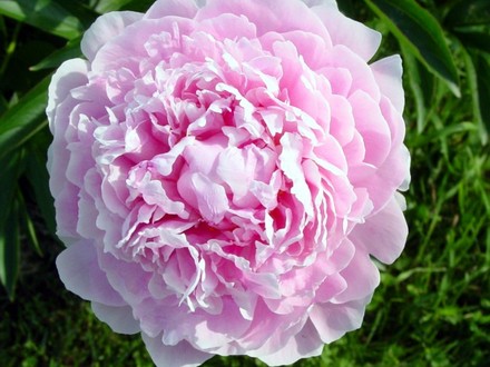 Pink Peony