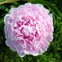 Pink Peony