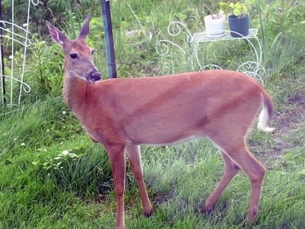 Deer Likes my Garden