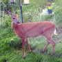 Yard_pictures_076