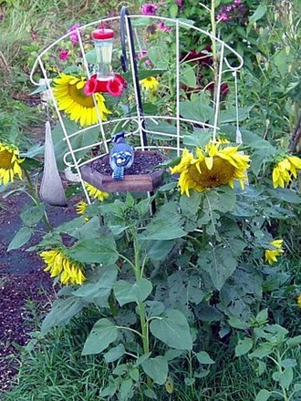 Bluejay and Flowers