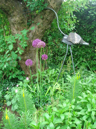 Alliums under the apple tree. (Allium hollandicum)