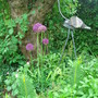 Alliums under the apple tree. (Allium hollandicum)