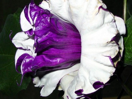 Angel Lavender Trumpet 