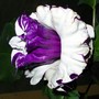Yard_pictures_014