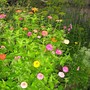 zinnias, lobelia,dill, artemesia, sedum