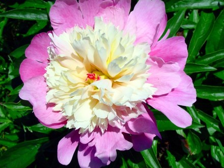 Sorbet Peony