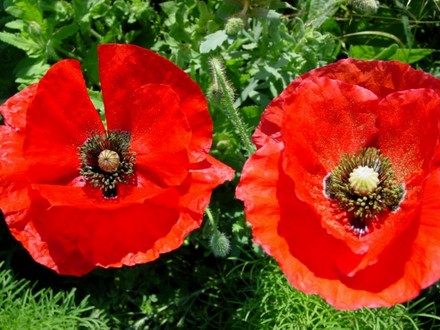 Poppies
