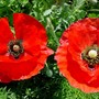 Yard_pictures_233