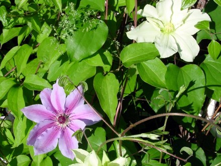 Clematis