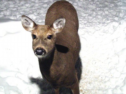 Deer