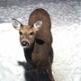 Deer_snow2