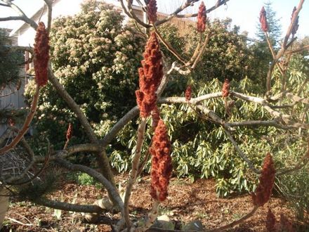 STAGHORN SUMAC