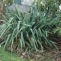Unknown_palm_plant_perhaps