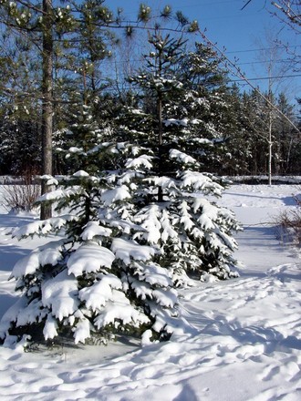 Trees In Winter