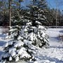 Wintertrees2