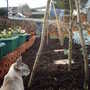 Iris_reticulata4_012