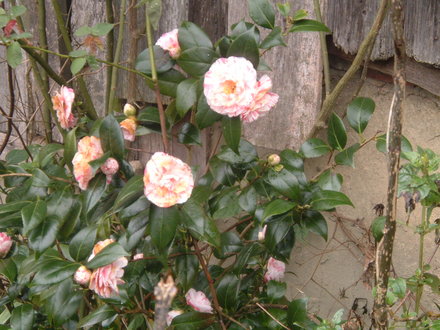 Camellia