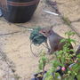 squirrel the garden thief - is anyone looking