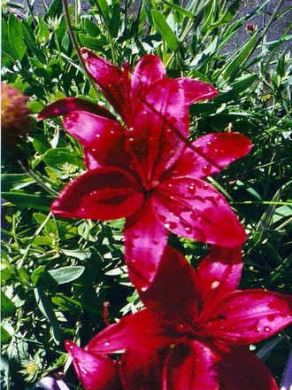 Monte Negro Lily