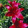 Monte Negro Lily