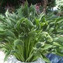 hosta Praying Hands