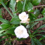 White Camelia