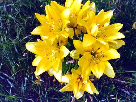 Yellow Lilies