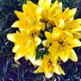 Yellow Lilies
