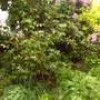 IMAG0032.jpg