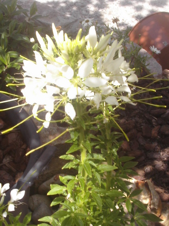 Cleome (Cleome hassleriana)