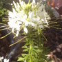 Cleome (Cleome hassleriana)