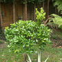 big bird topiary