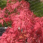 Acer_close