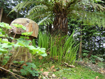 Crocosmia by tree fern