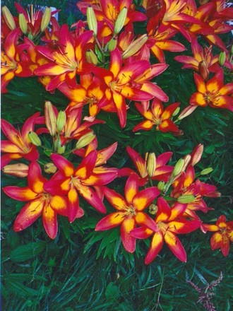 Cancun Lily