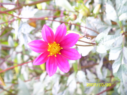 A garden flower photo