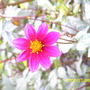 Pictures_summer_2007-spring_2008_012