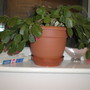 Easter_cacti